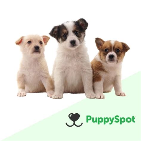 puppyspot reviews|puppyspot puppies reviews.